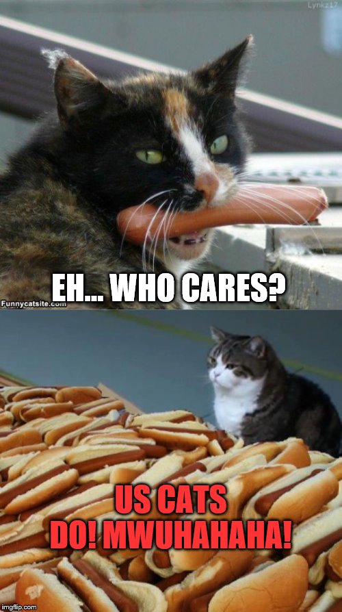 US CATS DO! MWUHAHAHA! EH... WHO CARES? | image tagged in hot dog cat | made w/ Imgflip meme maker