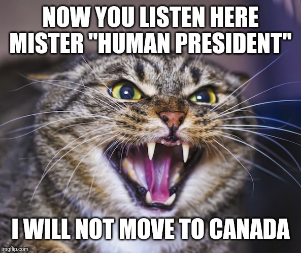 Angry Cat | NOW YOU LISTEN HERE MISTER "HUMAN PRESIDENT"; I WILL NOT MOVE TO CANADA | image tagged in angry cat | made w/ Imgflip meme maker