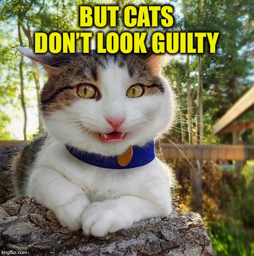 Smiling Cat | BUT CATS DON’T LOOK GUILTY | image tagged in smiling cat | made w/ Imgflip meme maker