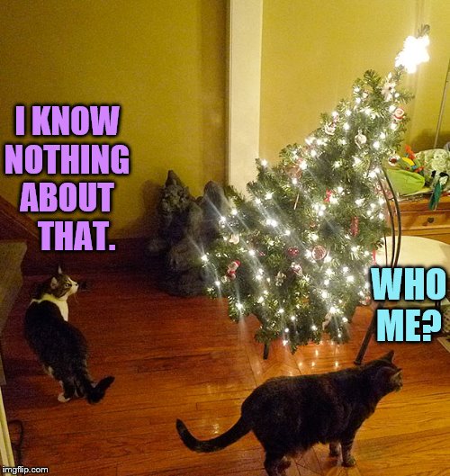 Awakening Christmas Morning | I KNOW NOTHING ABOUT    THAT. WHO ME? | image tagged in memes,cats,knock,over,christmas tree,i don't think so | made w/ Imgflip meme maker