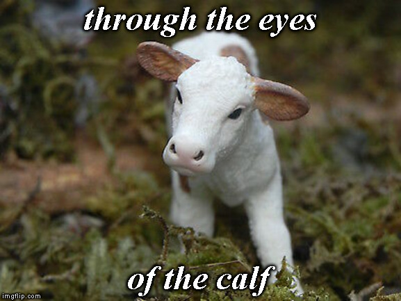 through the eyes of the calf | made w/ Imgflip meme maker