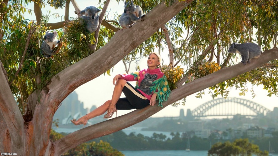I recognize this view from my Sydney trip! Kylie’s hanging out with koalas at the Sydney Zoo. | image tagged in kylie koala,zoo,koala,celebrity,lol,australia | made w/ Imgflip meme maker