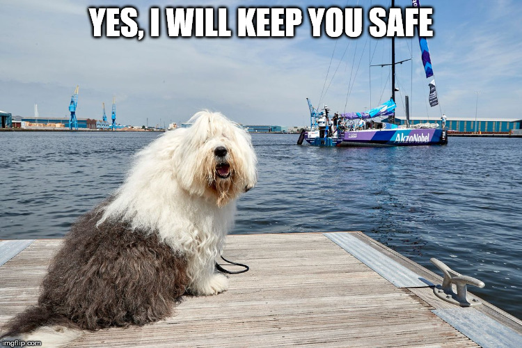 English Sheepdog | YES, I WILL KEEP YOU SAFE | image tagged in english sheepdog | made w/ Imgflip meme maker