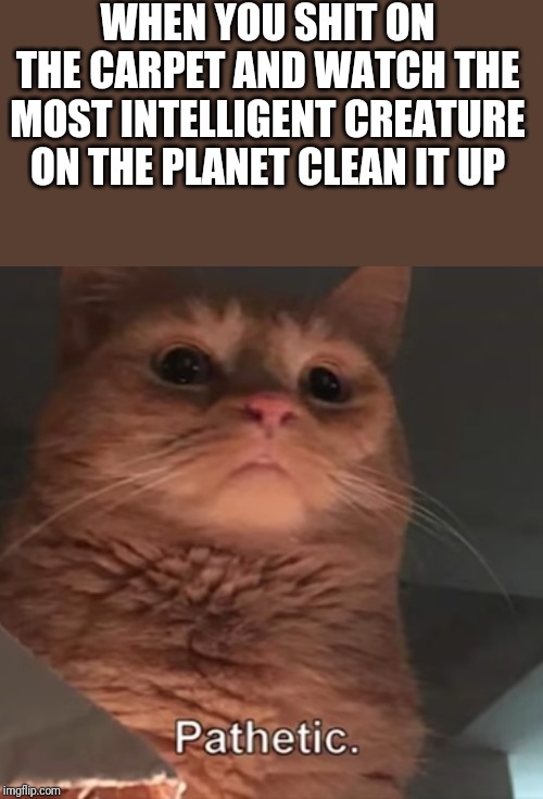 Just pathetic | WHEN YOU SHIT ON THE CARPET AND WATCH THE MOST INTELLIGENT CREATURE ON THE PLANET CLEAN IT UP | image tagged in memes,funny memes,cats,funny cats,funny cat memes,funny cat | made w/ Imgflip meme maker