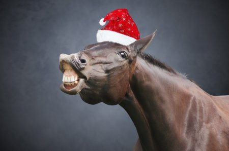 High Quality horse in a santa hat Blank Meme Template
