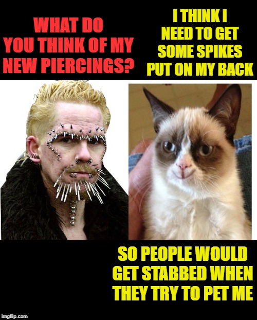 Grumpy Cat Body Modification | WHAT DO YOU THINK OF MY NEW PIERCINGS? I THINK I NEED TO GET SOME SPIKES PUT ON MY BACK; SO PEOPLE WOULD GET STABBED WHEN THEY TRY TO PET ME | image tagged in funny memes,cat,grumpy cat,antisocial | made w/ Imgflip meme maker