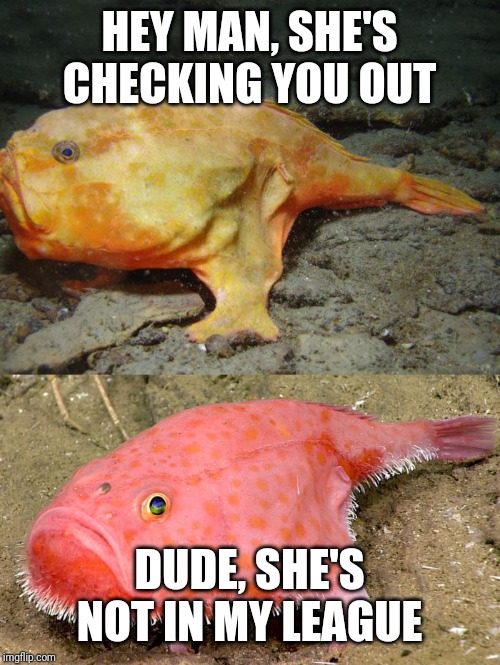 Picky frogmouth fish | HEY MAN, SHE'S CHECKING YOU OUT; DUDE, SHE'S NOT IN MY LEAGUE | image tagged in dating | made w/ Imgflip meme maker