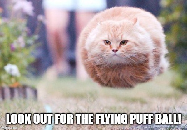 Ever See the Movie "Critters"? | LOOK OUT FOR THE FLYING PUFF BALL! | image tagged in funny cat | made w/ Imgflip meme maker