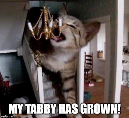 Attack of the 50 Ft. Cat | MY TABBY HAS GROWN! | image tagged in funny cat | made w/ Imgflip meme maker