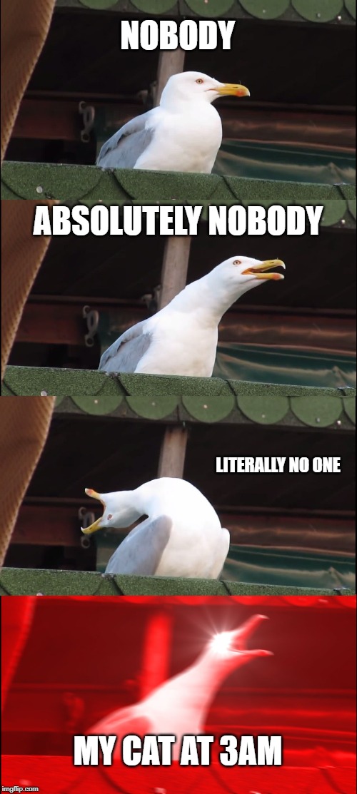Inhaling Seagull | NOBODY; ABSOLUTELY NOBODY; LITERALLY NO ONE; MY CAT AT 3AM | image tagged in memes,inhaling seagull | made w/ Imgflip meme maker