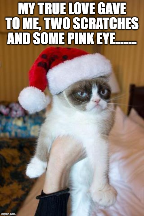 Grumpy Cat Christmas Meme | MY TRUE LOVE GAVE TO ME, TWO SCRATCHES AND SOME PINK EYE........ | image tagged in memes,grumpy cat christmas,grumpy cat | made w/ Imgflip meme maker