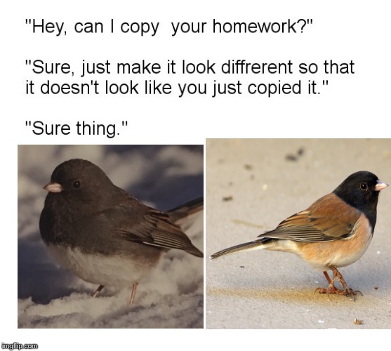 To the most adorable winter bird, the dark eyed junco! | image tagged in hey can i copy your homework | made w/ Imgflip meme maker