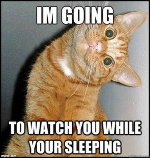 watch you in your sleep | image tagged in cat hums,cat staring at you | made w/ Imgflip meme maker