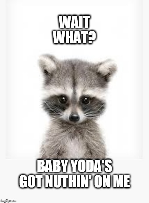 Too non-fiction? | WAIT WHAT? BABY YODA'S GOT NUTHIN' ON ME | image tagged in raccoons rule,baby yoda,baby raccoon | made w/ Imgflip meme maker