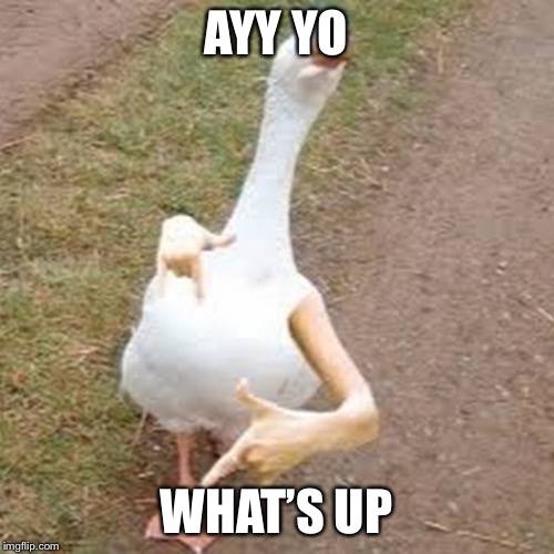 Wasssup | AYY YO; WHAT’S UP | image tagged in funny,memes,duck,ducks,rapper,sup | made w/ Imgflip meme maker