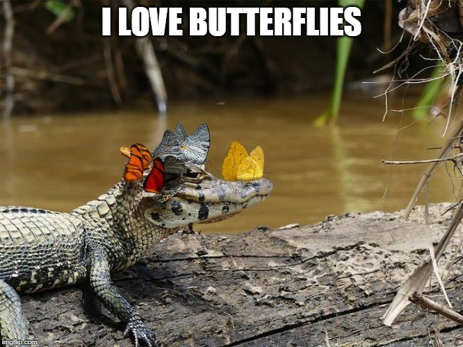 BUTTERFLY GATOR | I LOVE BUTTERFLIES | image tagged in butterfly gator | made w/ Imgflip meme maker