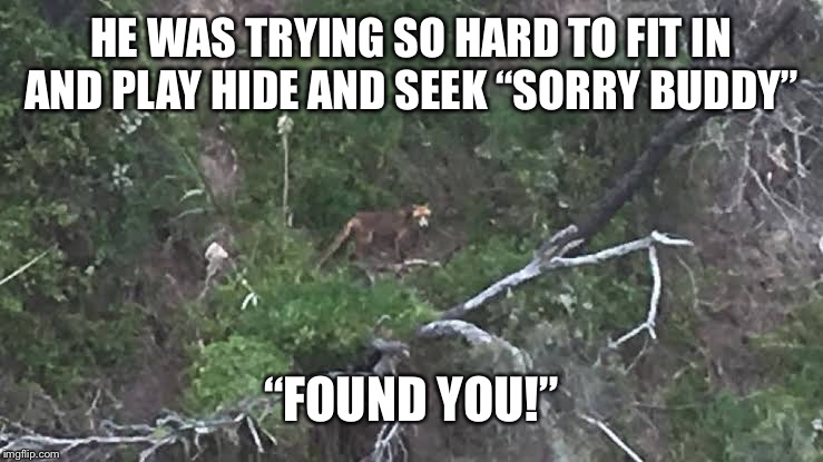 This Tasmanian tiger just wants to play | HE WAS TRYING SO HARD TO FIT IN AND PLAY HIDE AND SEEK “SORRY BUDDY”; “FOUND YOU!” | image tagged in tasmanian tiger | made w/ Imgflip meme maker