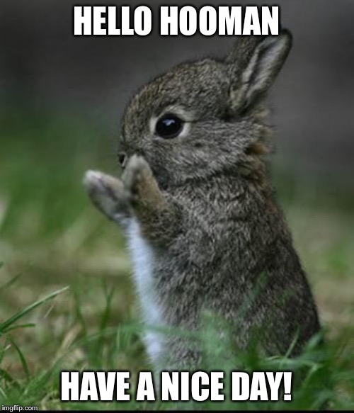 Hooman | HELLO HOOMAN; HAVE A NICE DAY! | image tagged in cute bunny,have a nice day,human,positive,cute | made w/ Imgflip meme maker