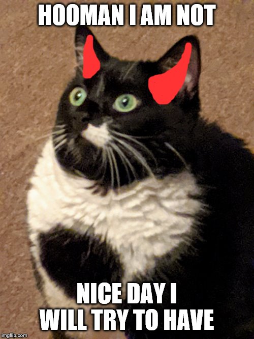Puffed up Cat | HOOMAN I AM NOT NICE DAY I WILL TRY TO HAVE | image tagged in puffed up cat | made w/ Imgflip meme maker