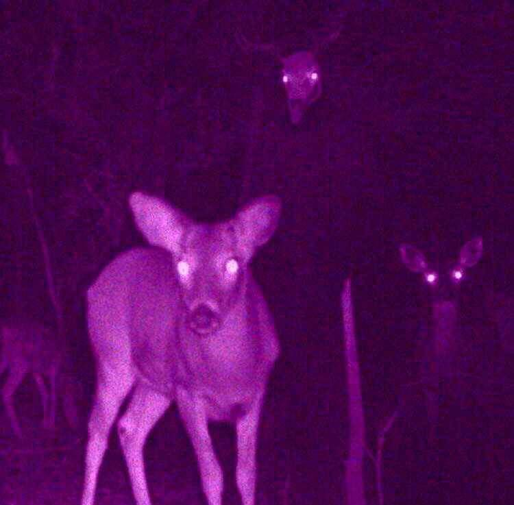 Night Deer Blank Meme Template