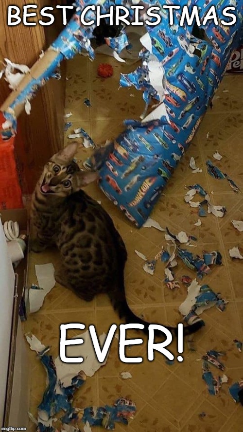 christmas cat | BEST CHRISTMAS; EVER! | image tagged in christmas cat,fun cat | made w/ Imgflip meme maker