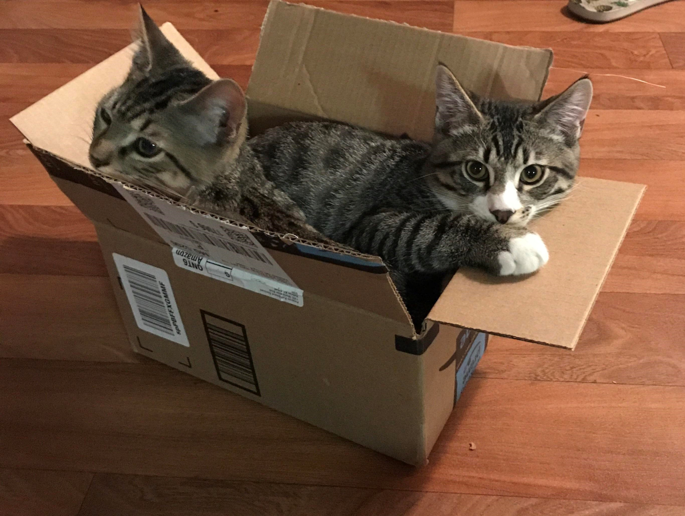 Cats in a box Blank Meme Template