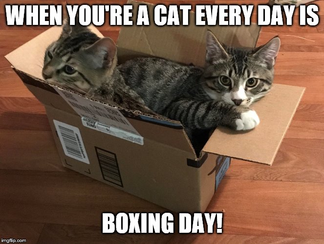 Boxing Day Cat Meme Sarcasm Is The Best Way To Communicate These Days Debsartliff