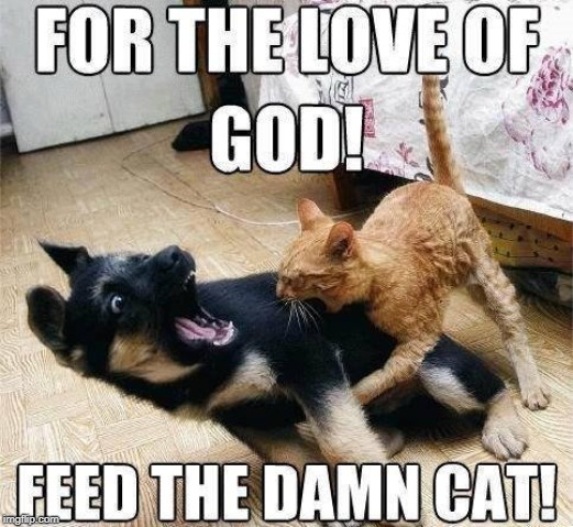 feed the damn cat | image tagged in cat vs dog,hungry cat,cat humor | made w/ Imgflip meme maker
