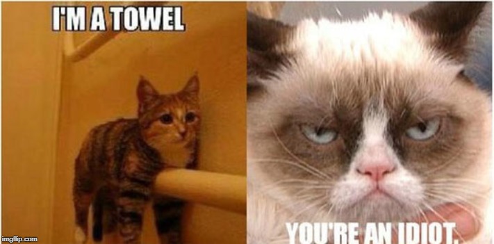 you're an idiot | image tagged in grumpy cat,towel cat,cat humor | made w/ Imgflip meme maker