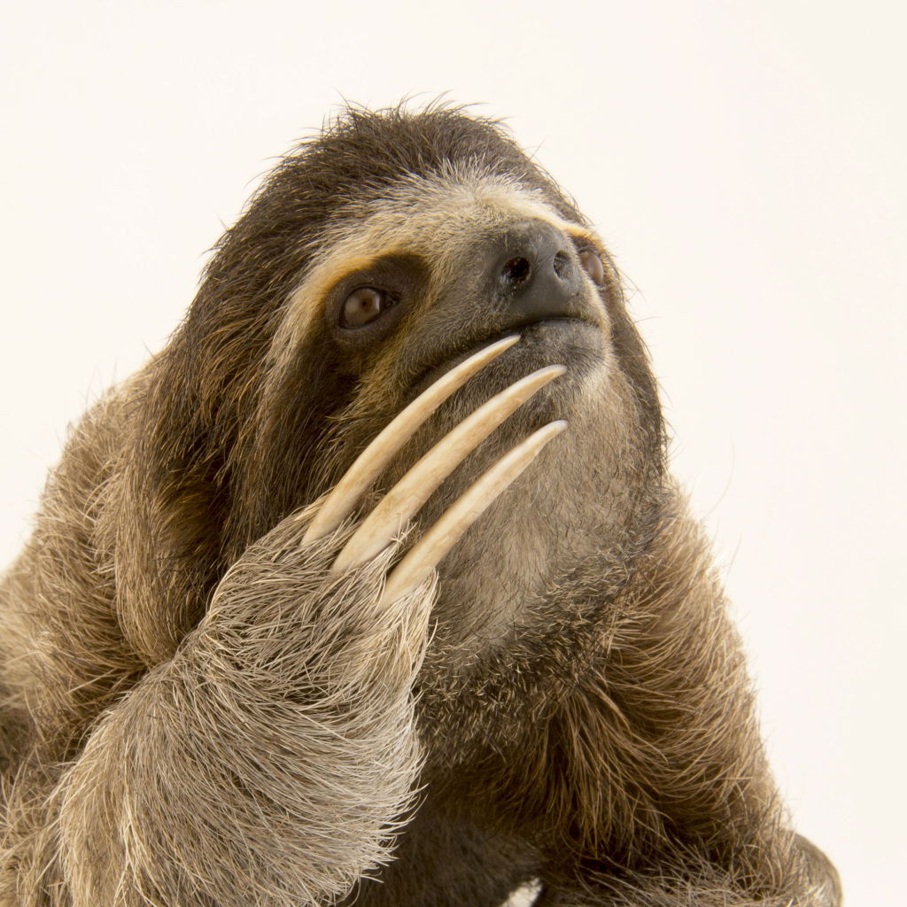 Contemplating Sloth Blank Meme Template