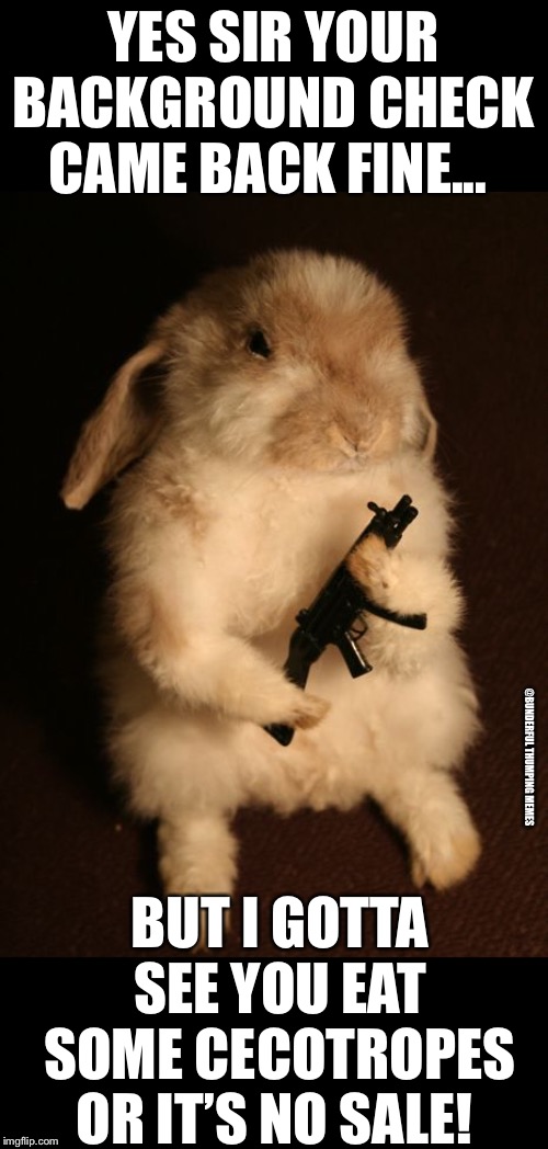 bunny boxing day | YES SIR YOUR BACKGROUND CHECK CAME BACK FINE... @BUNDERFUL THUMPING MEMES; BUT I GOTTA SEE YOU EAT SOME CECOTROPES OR IT’S NO SALE! | image tagged in bunny with gun,boxing day,bunny,rabbit | made w/ Imgflip meme maker