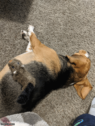 image tagged in gifs | made w/ Imgflip images-to-gif maker