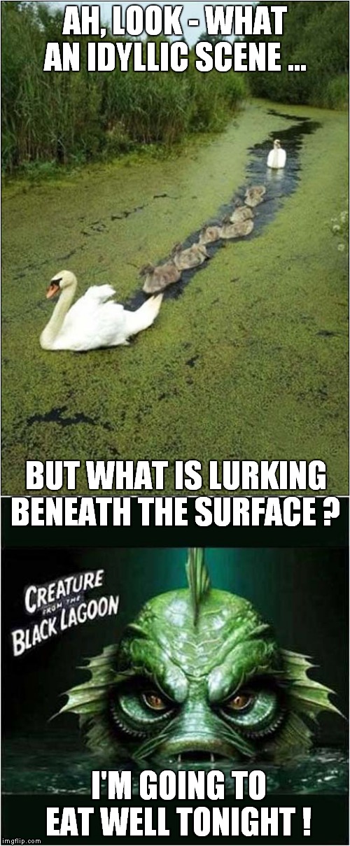 Swan Family Vs Swamp Creature | AH, LOOK - WHAT AN IDYLLIC SCENE ... BUT WHAT IS LURKING BENEATH THE SURFACE ? I'M GOING TO EAT WELL TONIGHT ! | image tagged in fun,swan,creature from black lagoon | made w/ Imgflip meme maker
