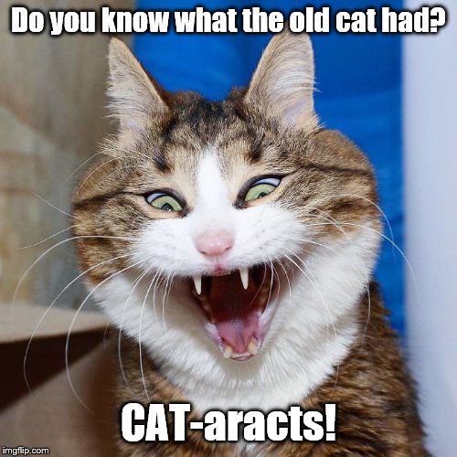 Epic Joke Cat | Do you know what the old cat had? CAT-aracts! | image tagged in cats,jokes,bad pun | made w/ Imgflip meme maker