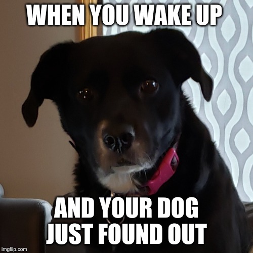 WHEN YOU WAKE UP; AND YOUR DOG JUST FOUND OUT | made w/ Imgflip meme maker