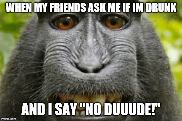 WHEN MY FRIENDS ASK ME IF IM DRUNK; AND I SAY "NO DUUUDE!" | image tagged in funny meme,monkeys | made w/ Imgflip meme maker