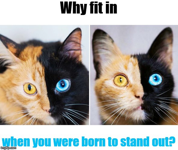 Why fit in when you were born to stand out? | Why fit in; when you were born to stand out? | image tagged in cats,amazing,beautiful,stand up | made w/ Imgflip meme maker