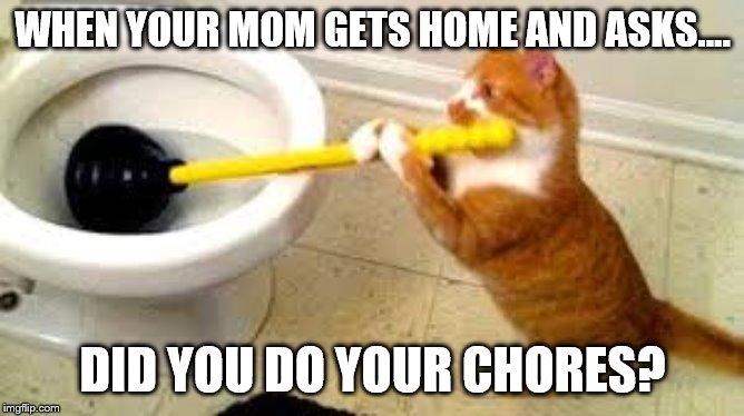 WHEN YOUR MOM GETS HOME AND ASKS.... DID YOU DO YOUR CHORES? | image tagged in funny cats,chores | made w/ Imgflip meme maker