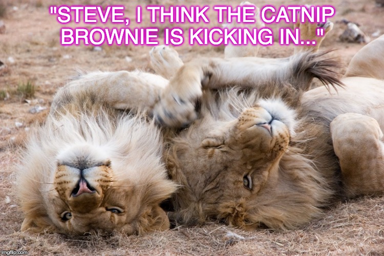 Catnip Brownie | "STEVE, I THINK THE CATNIP BROWNIE IS KICKING IN..." | image tagged in cats,funny cats,warrior cats,catnip,catnip cat,lions | made w/ Imgflip meme maker