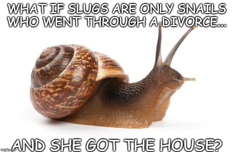 he lost the house | WHAT IF SLUGS ARE ONLY SNAILS WHO WENT THROUGH A DIVORCE... AND SHE GOT THE HOUSE? | image tagged in snails,slugs,divorce | made w/ Imgflip meme maker