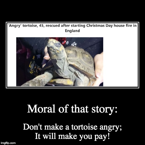 Mess with the shell, and I'll give you hell! | image tagged in funny,demotivationals,memes | made w/ Imgflip demotivational maker