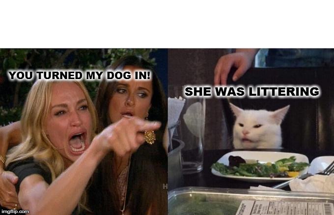 Woman Yelling At Cat | YOU TURNED MY DOG IN! SHE WAS LITTERING | image tagged in memes,woman yelling at cat | made w/ Imgflip meme maker