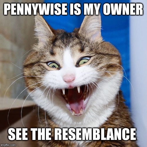 Epic Joke Cat | PENNYWISE IS MY OWNER SEE THE RESEMBLANCE | image tagged in epic joke cat | made w/ Imgflip meme maker