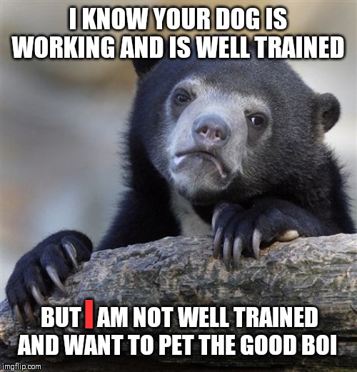 Confession Bear Meme | I KNOW YOUR DOG IS WORKING AND IS WELL TRAINED; BUT I AM NOT WELL TRAINED AND WANT TO PET THE GOOD BOI; I | image tagged in memes,confession bear | made w/ Imgflip meme maker