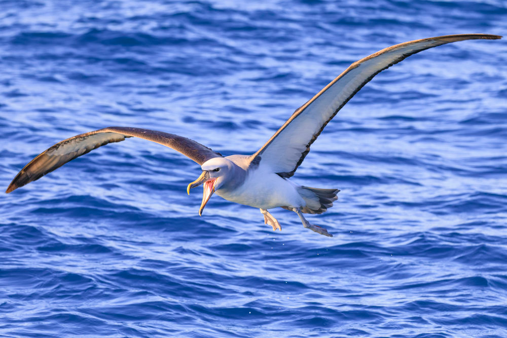 the albatross seeks its vengeance Blank Meme Template