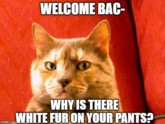Suspicious Cat | WELCOME BAC-; WHY IS THERE WHITE FUR ON YOUR PANTS? | image tagged in memes,suspicious cat | made w/ Imgflip meme maker