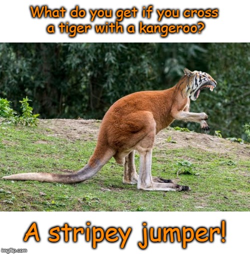 A stripey jumper | What do you get if you cross 
a tiger with a kangeroo? A stripey jumper! | image tagged in cat | made w/ Imgflip meme maker