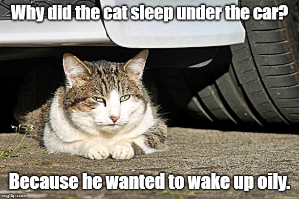 The cat sleep under the car | Why did the cat sleep under the car? Because he wanted to wake up oily. | image tagged in cat | made w/ Imgflip meme maker