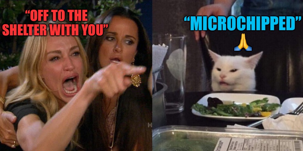 Blue Chip | “MICROCHIPPED” 🙏; “OFF TO THE SHELTER WITH YOU” | image tagged in woman yelling at cat,chips,chip,fallout shelter,animal rights,bad meme | made w/ Imgflip meme maker