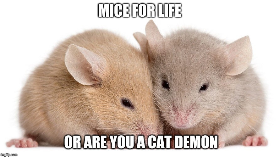mice | MICE FOR LIFE; OR ARE YOU A CAT DEMON | image tagged in mice by a r | made w/ Imgflip meme maker